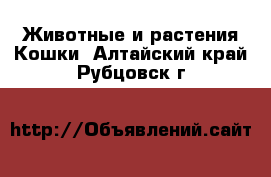 Животные и растения Кошки. Алтайский край,Рубцовск г.